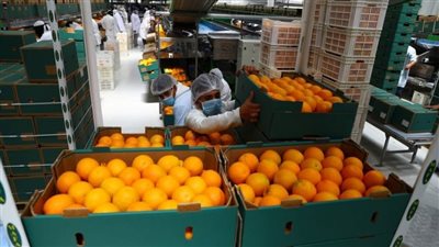 تصديري الحاصلات: تنفيذ برنامج تدريبي بالتعاون مع وزارة الزراعة الأمريكية 