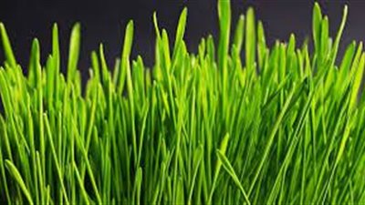 تفسير رؤية العشب الأخضر وعلاقتها بدنو الأجل 