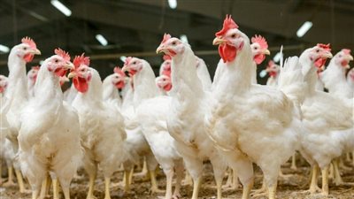 أسباب انخفاض الدواجن داخل الأسواق.. وهذه آخر الأسعار