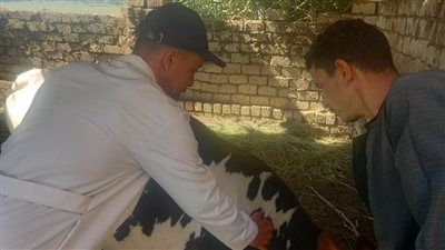  علاج ٤٦٢ رأس ماشية ضمن قافلة بيطرية بأبو النمرس | صور