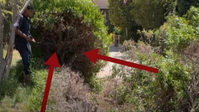 تجلب الأشباح للمنزل.. خبيرة طاقة تحذر من قطف النبات بدون أذن | فيديو 