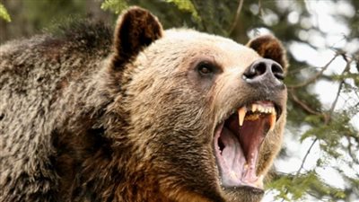 جدل في إيطاليا بسبب مطالب بالحفاظ علي حياة دب قتل شاب