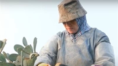 حكاية سيدات يجمعن التين الشوكي بالقليوبية في 