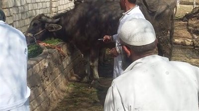 الطب البيطري: استمرار حملة تحصين المواشي ضد الحمى القلاعية حتى 21 أغسطس