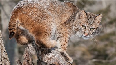 مطاردة تحبس الأنفاس بين حيوان مفترس ودجاجة | فيديو 