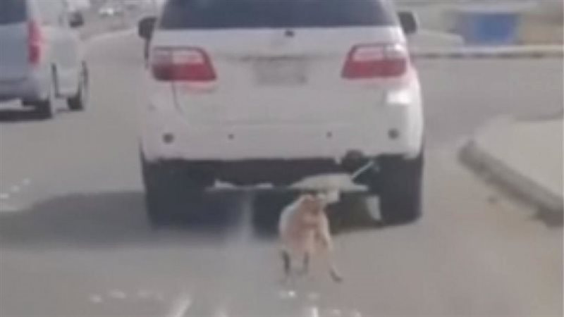 تقييد كلب وسحبه بسيارة