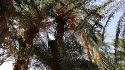 عيون لا تغمض في ضوء الشمس.. قصص من دفتر يوميات أطفال جمع البلح في جبال قنا