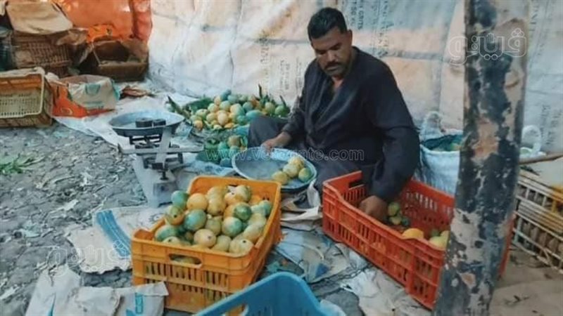 مزراعي المانجو بالاقصر