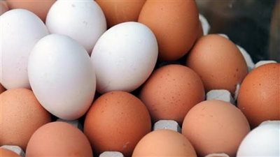 شعبة الدواجن: سعر كرتونة البيض وصل لـ56 جنيها.. ونتوقع زيادة الفترة المقبلة
