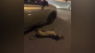 عقوبة يواجهها المتهمون بسحل كلب المعادي