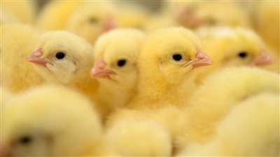 اتحاد منتجي الدواجن يوضح أسباب ارتفاع سعر الكتكوت