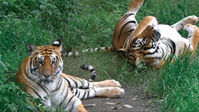 62 قتيلًا في 3 سنوات.. ثمن فادح لعودة زئير النمور في نيبال