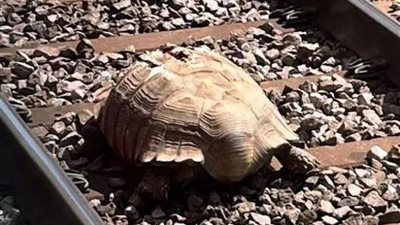 سلحفاة جريحة تعيق حركة القطارات في شرق إنجلترا 