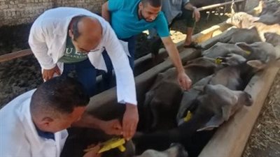 الزراعة تكشف سر إقبال الفلاحين على حملات التأمين الصحي للمواشي 