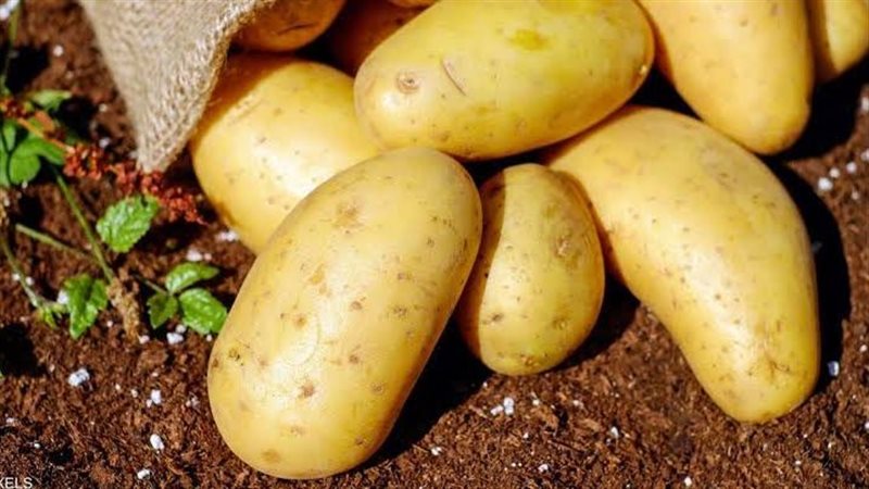 بطاطس