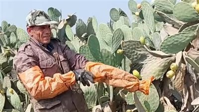  من أجل 80 جنيها.. محمد يواجه أشواك التين بساق واحدة | صور 