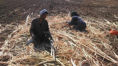 “سامحني يا ولدي.. لقمة العيش السبب”.. مأساة طفل من عمال التراحيل فقد قدمه بمزارع القصب | صور 