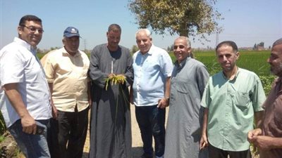 زراعة الشرقية: حقل إرشادى عن محصول الأرز بأبوحماد