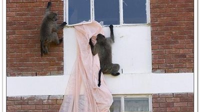 بالصور.. هجوم القرود على سكان جنوب أفريقيا