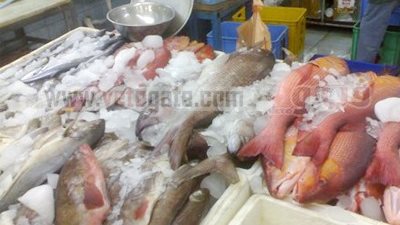 بورصة الأسماك..ارتفاع 