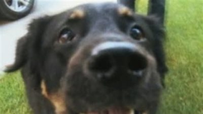 بالفيديو.. كلب يخرج من معدته 