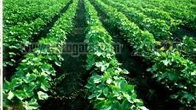 مستثمر: المبيدات الزراعية سبب رفض الصادرات المصرية