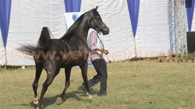 بالصور.. «أبو تريكة» يفوز بالمركز الأول في مسابقة الخيول الدولية