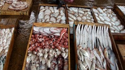 الكابوريا تتراجع جنيهًا..والبلطي يواصل استقراره