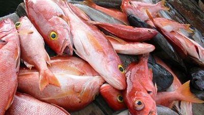 جملة «سمك بربون» تسجل 18 جنيهًا.. اليوم