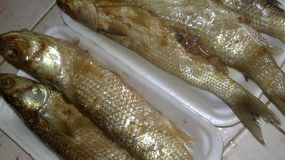 فرق طبية للمرور على منافذ بيع الملوحة بالجيزة