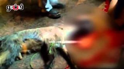 بالفيديو.. انتهاك حرمة «السيدة زينب» بـ«ذبح ماعز» أمام ساحة المسجد