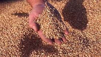 «حلم الاكتفاء الذاتي من القمح في مهب الريح».. مصر الأولى في استيراده عالميا.. اعتماد سلالات عالية الإنتاج تتحمل الملوحة والجفاف أهم الحلول.. ومطالب بتقليل زراعة البرسيم لتوفير المياه